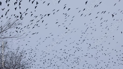 large group of crows above some poplars in Slow Motion