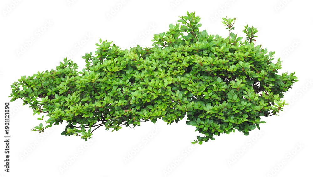 Obraz premium Green Grass and Plants Isolated on White Background with Cutout Path. field of colorful flower background
