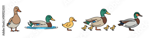 Set of cute cartoon duck illustrations featuring male mallards, a female duck, and yellow ducklings in various poses including standing, swimming, and walking with family