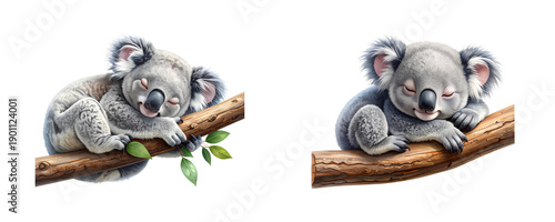Sleeping Baby Koala on a Branch, Cute Cartoon PNG, Isolated on a Transparent Background