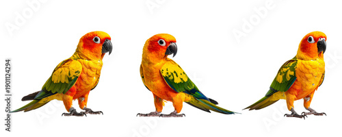 Sun Conure Parrot in Side Profile with Spread Wings, Isolated on a Transparent Background.