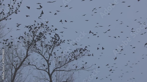 large group of crows above some poplars in Slow Motion