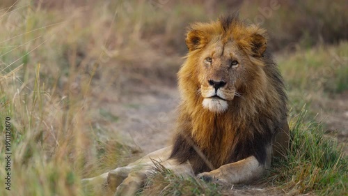 Beautiful male lion resting in African savannah