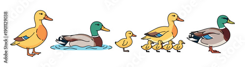 Set of colorful cartoon duck illustrations showing a family with a mother and ducklings, a swimming drake, and standing birds in a cute, simple hand-drawn doodle style