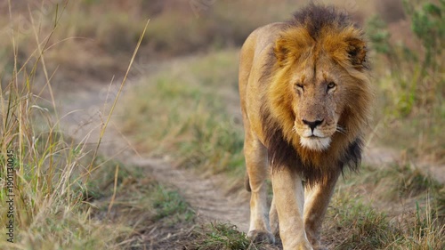 Beautiful male lion walking in early morning in African savannah