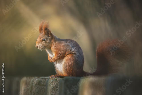 Eichhörnchen auf der Mauer