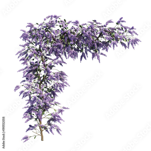 Wisteria Flowers Blooming, Purple Floral Nature Background