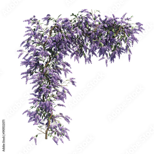 Wisteria Flowers Blooming, Purple Floral Nature Background