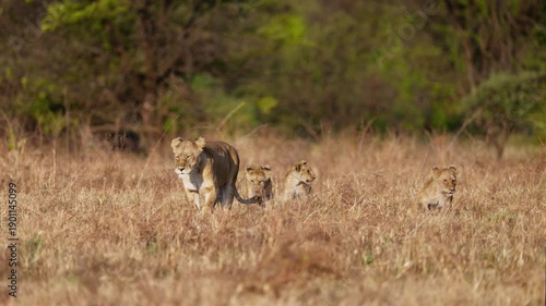 Lioness and lion cubs in African savannah