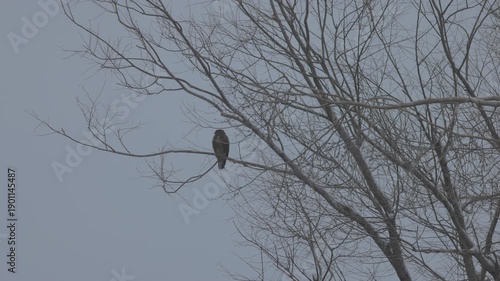 a hawk on the branches of a tree
