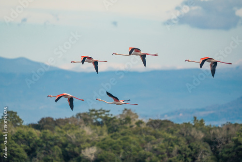 Italy Tuscany province of Grosseto Principina beach Maremma Natural Park colony of flamingos in flight