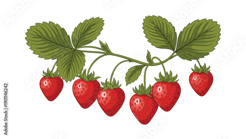Vibrant illustration of a strawberry plant branch with ripe red strawberries and lush green leaves, depicting fresh organic fruit.