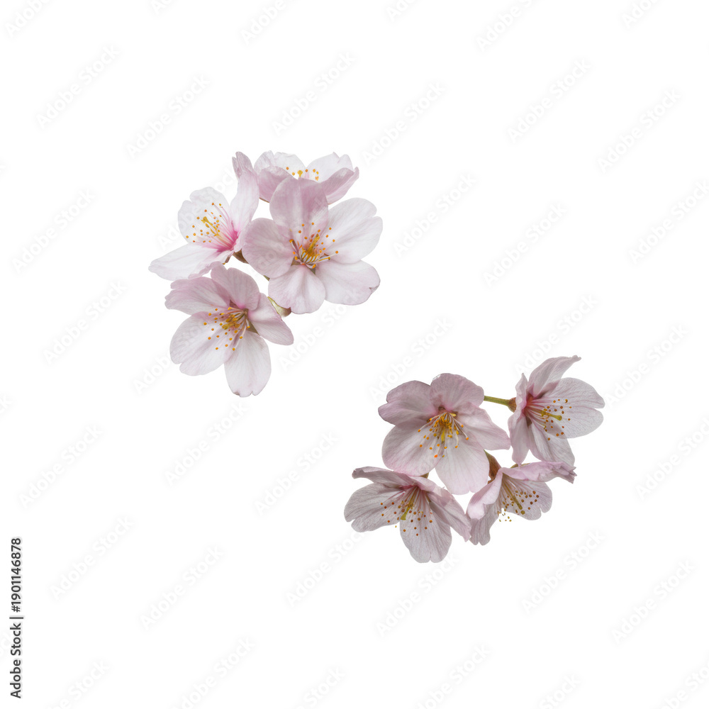 Fototapeta premium Isolated Cherry Blossom flower