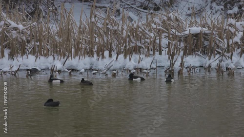 ducks of the species (Aythya Fuligula) on a river
