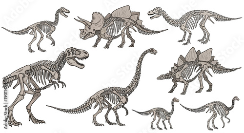 Collection of detailed skeletal illustrations of various dinosaur species, showcasing their unique anatomical structures.