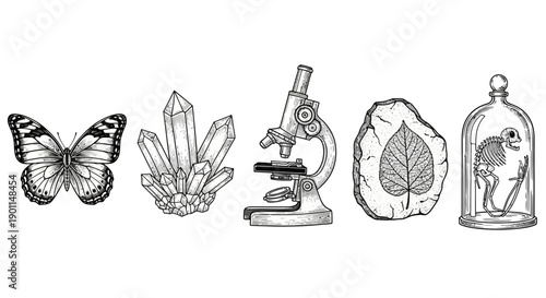 A collection of scientific and natural curiosities including a butterfly, crystals, a microscope, a fossilized leaf, and a skeleton under a bell jar.