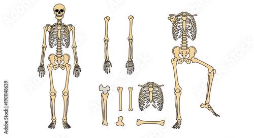 Anatomical illustration showcasing the human skeletal system with individual bones and a full skeleton.