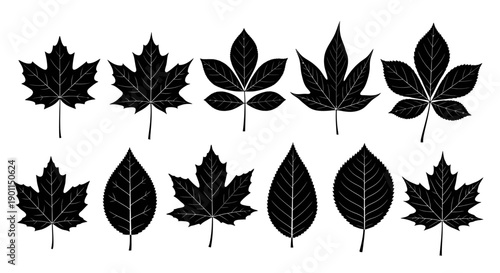 A collection of black silhouettes of various types of deciduous leaves, showcasing different shapes and venation patterns.