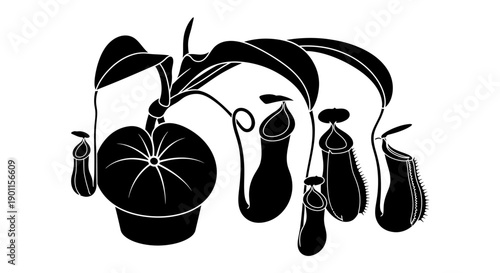 Black Eggplant Plant Illustration with Leaves and Fruits Isolated on White Background