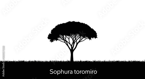 Isolated Silhouette of Sophura toromiro Tree on White Background