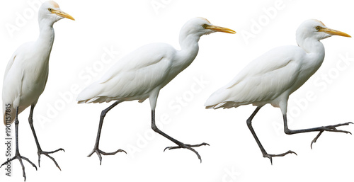 Φωτογραφία adult white egret isolated white background, bird with white feathers yellow bea