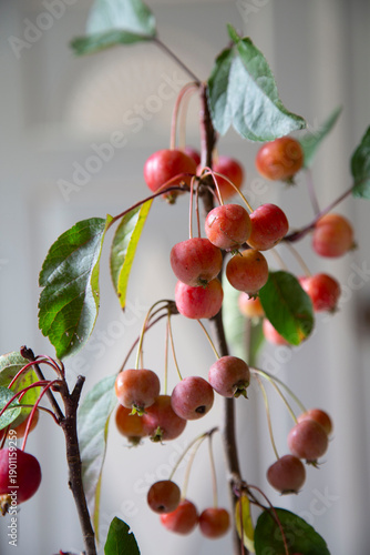 Zweig mit roten Zieräpfeln (Malus) in einer roten Vase aus Emaille vor einem grau-weißen Schrank.