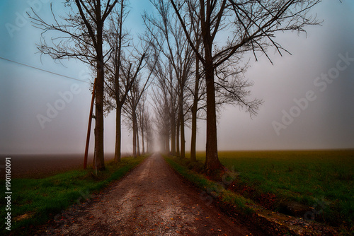 Wallpaper Mural Viale alberato nella nebbia - Provincia di Alessandria - Piemonte - Italia Torontodigital.ca