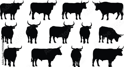Bull silhouette set showing standing and walking poses, farm cattle shapes, strong livestock animals, isolated black vector collection for design use
