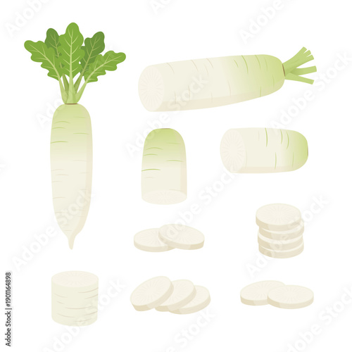Daikon Radish Vegetable Set with Slices – Fresh White Radish Flat Vector Illustration