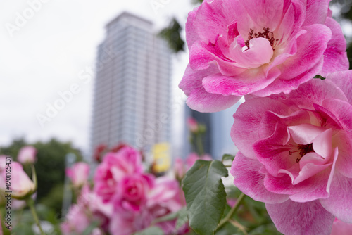 都市のビルを背景にした手前の鮮やかなピンクのバラ