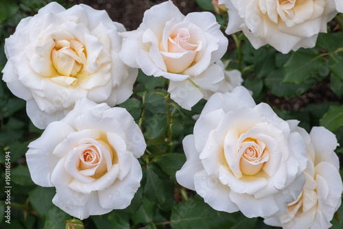美しく咲き誇る数輪のクリーム色と白のバラ