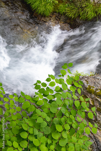 新緑の葉と激しく流れる渓流を真上から捉えた構図