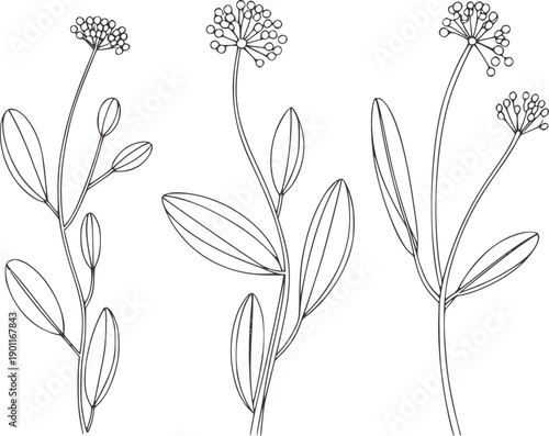 Minimalist black and botanical with slender stems and small flowers