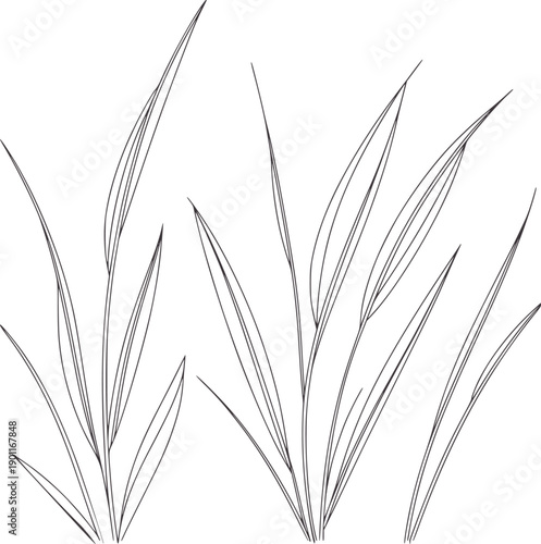 Minimalist black and ink of delicate grass blades monochrome