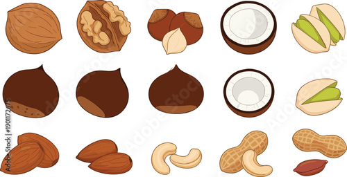 Flat vector illustration set of assorted healthy nuts including walnut hazelnut coconut pistachio chestnut almond cashew and peanut isolated on white background.
