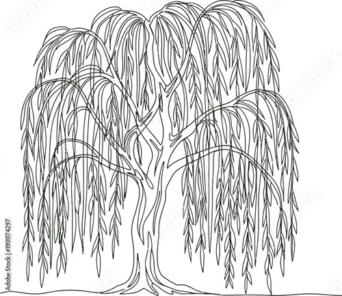 Weeping willow tree displays long drooping.