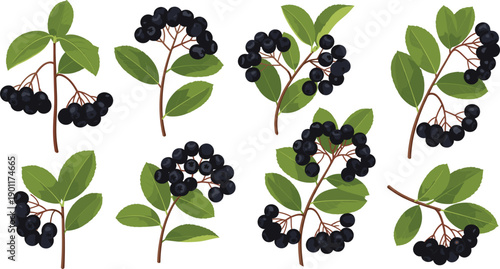 Flat vector illustration set of ripe black aronia berries and elderberry sprigs with green leaves for antioxidant superfood nutrition and herbal medicine.