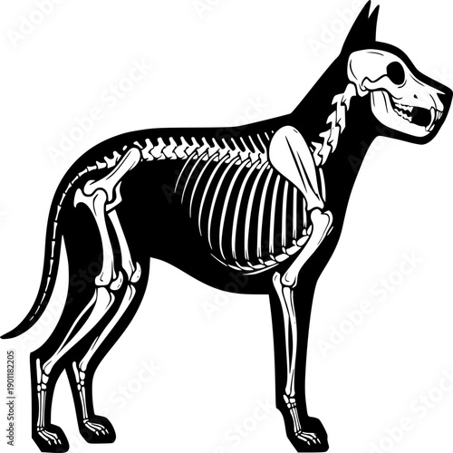 A black and white vector illustration of a dog x-ray silhouette isolated on a white background as a nature art drawing