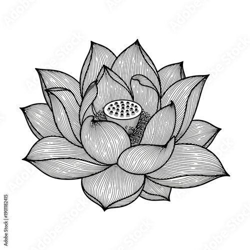 Intricate Line Art Illustration of a Blooming Lotus Flower