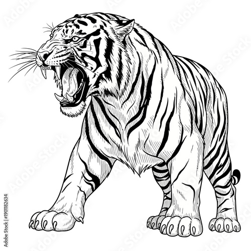 Fierce Tiger Roaring Aggressively, Powerful Predator, Black and White Illustration
