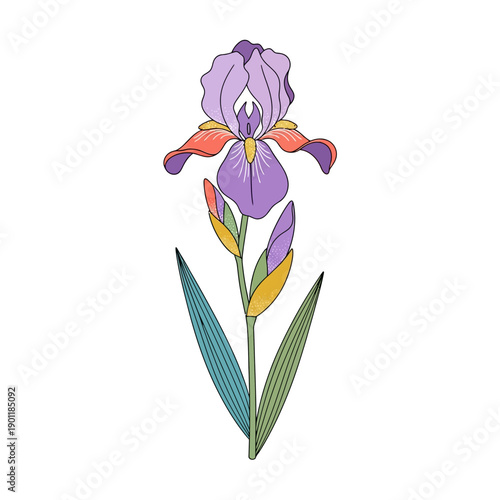 Colorful Iris Flower Illustration with Elegant Petals and Leaves