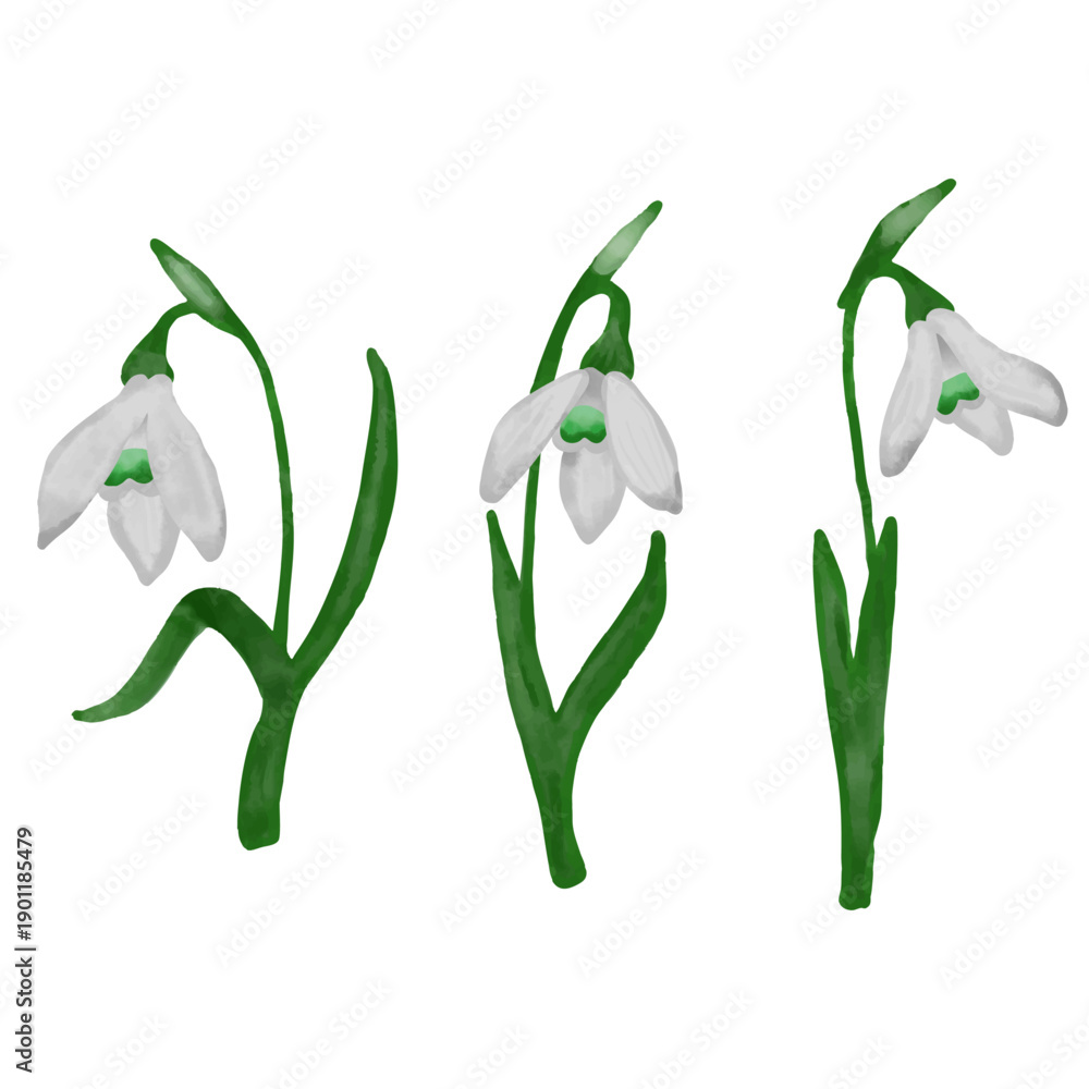 Fototapeta premium Hand-painted watercolor snowdrop flower set featuring delicate early spring blossoms in soft natural tones. Botanical clipart collection with gentle watercolor textures