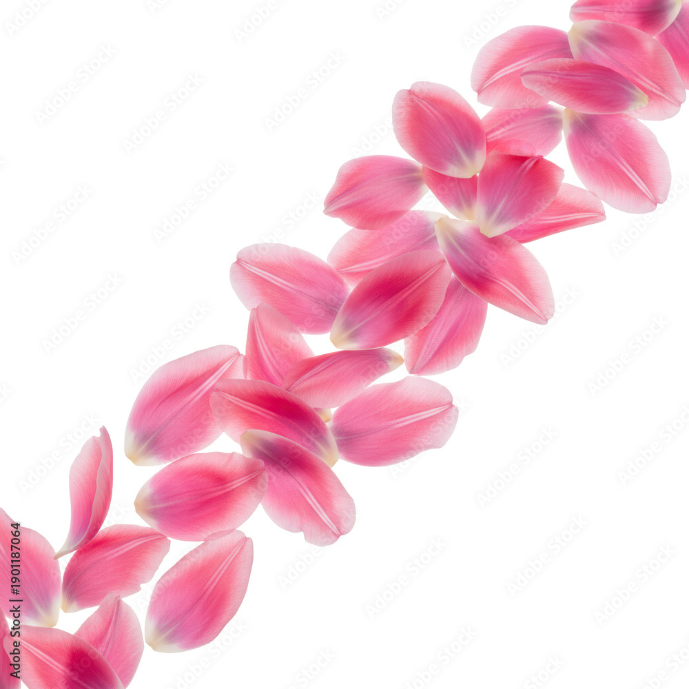 Fototapeta premium Pink Tulip Petals on transparent Background