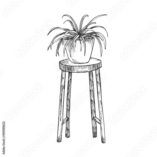Chlorophytum vector illustration, hand-drawn in ink. Black and white sketch of a potted houseplant on a stand. Isolated object for card and label design.