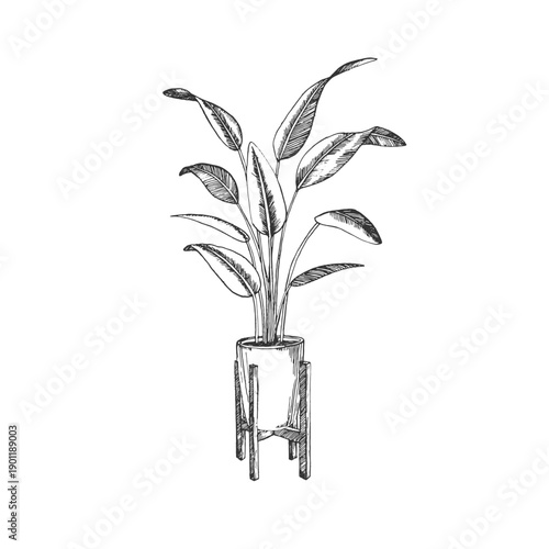 Strelitzia vector illustration, hand-drawn in ink. Black and white sketch of a potted houseplant on a stand. Isolated object for card and label design.