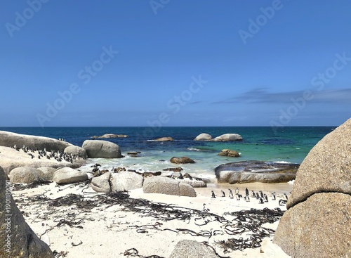 Boulders Beach Penguin Colony in Cape Town, South Africa. 
