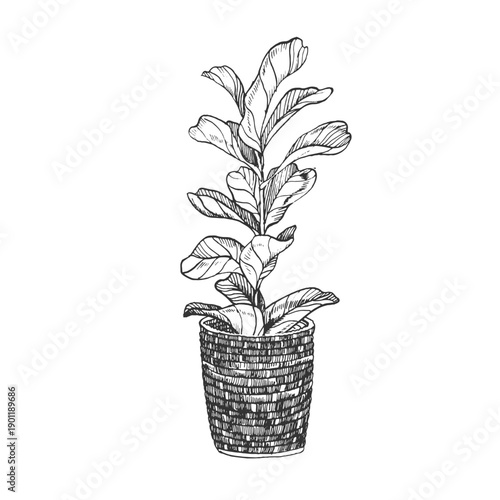 Ficus lyrata vector illustration, hand-drawn in ink. Black and white sketch of a potted houseplant in a basket. Isolated object for card and label design.