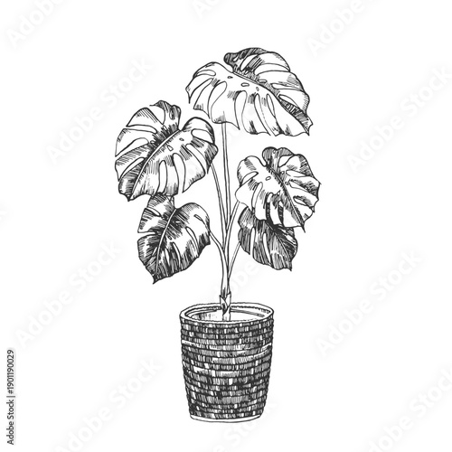 Monstera vector illustration, hand-drawn in ink. Black and white sketch of a potted houseplant in a basket. Isolated object for card and label design.