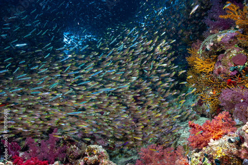 Quadro su tela Egypt, Sharm El Sheikh, Pigmy Sweeper (Parapriacanthus ransonneti), Glassfish