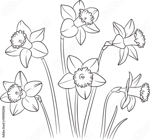 Minimalist black and of various daffodil flowers and buds